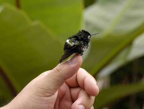 The early evolution of a Hummingbird