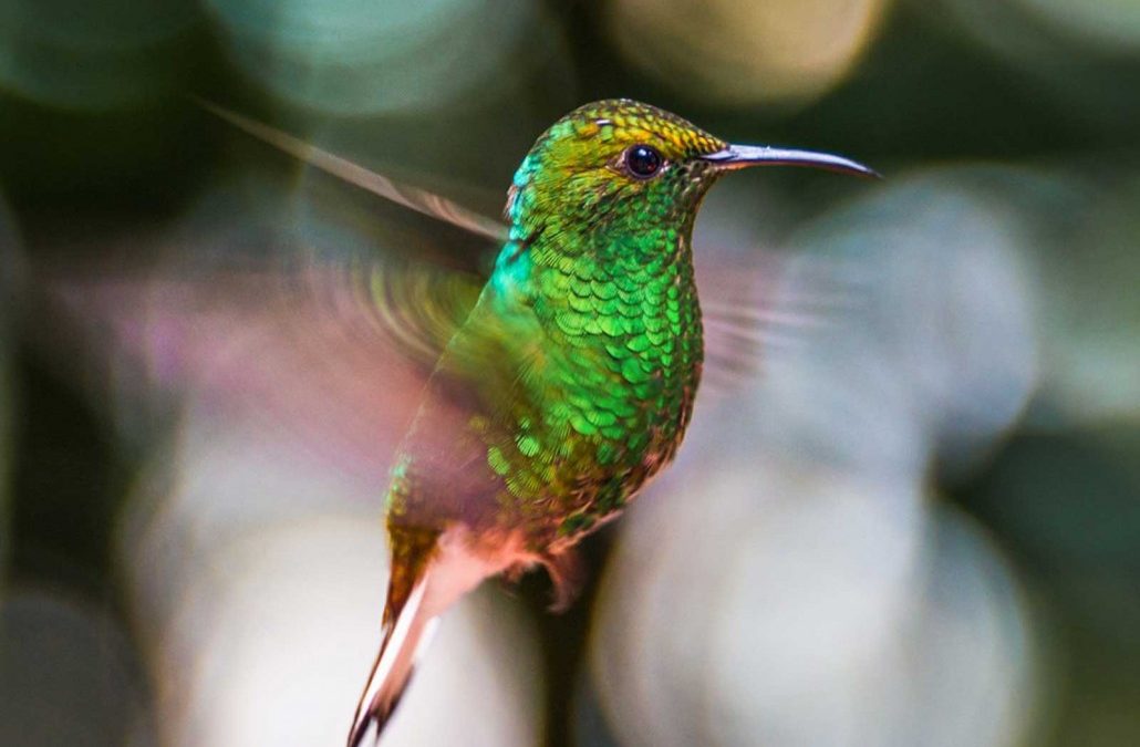 Hummingbirds are faster than the eye